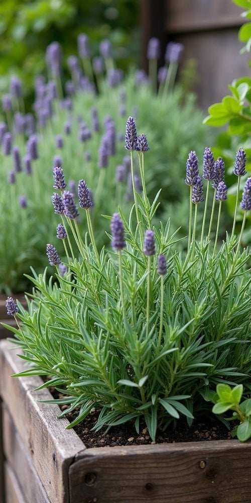 Aroma y Belleza Natural Planta de Lavanda x 3 unidades