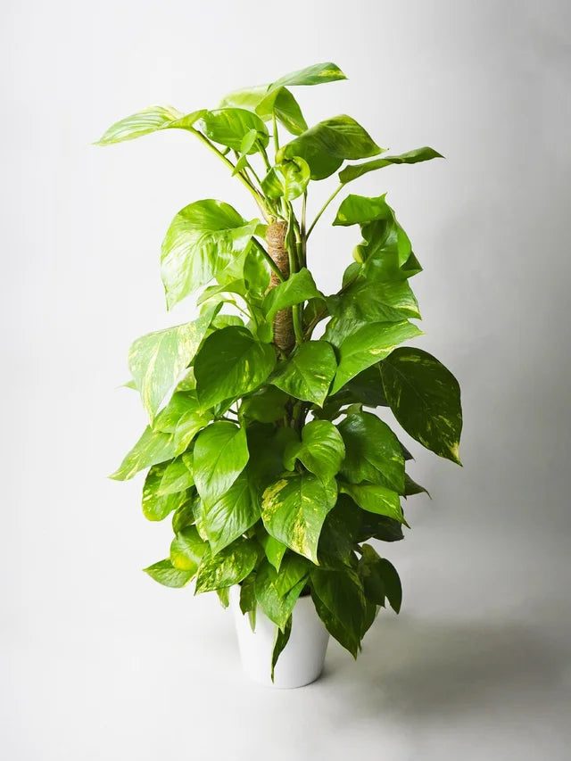 Pothos