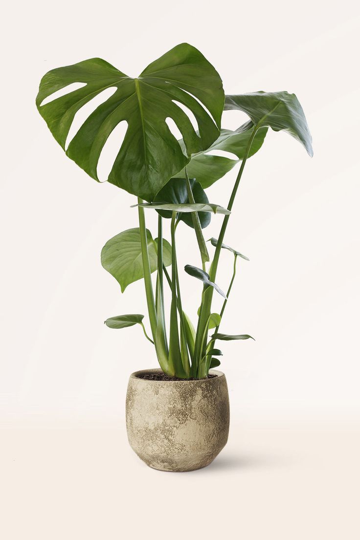 Monstera Deliciosa Costilla de Adán