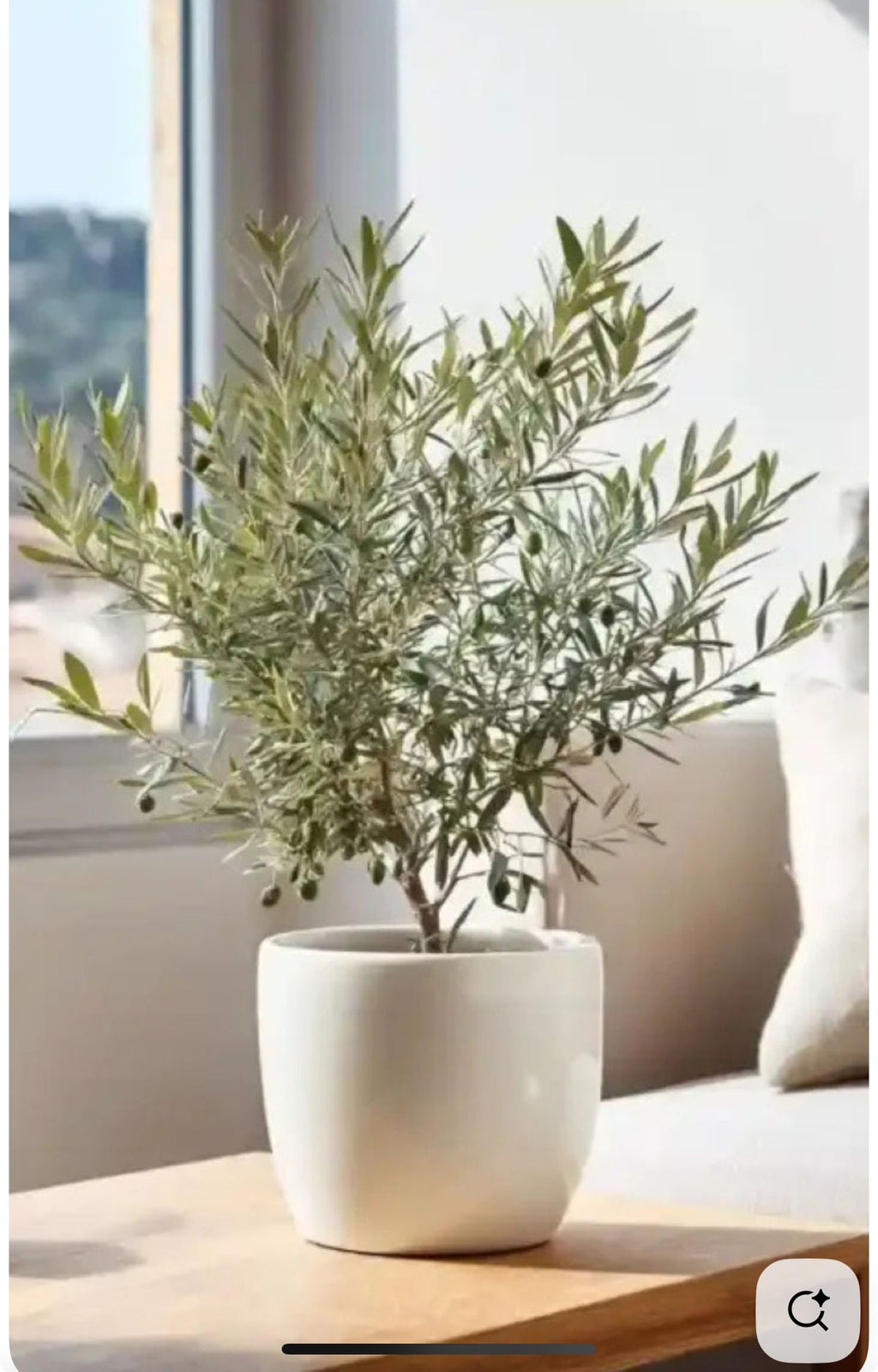 Olivo Bonsai