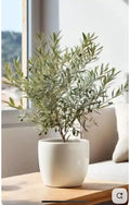 Olivo Bonsai