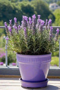 Aroma y Belleza Natural Planta de Lavanda x 3 unidades