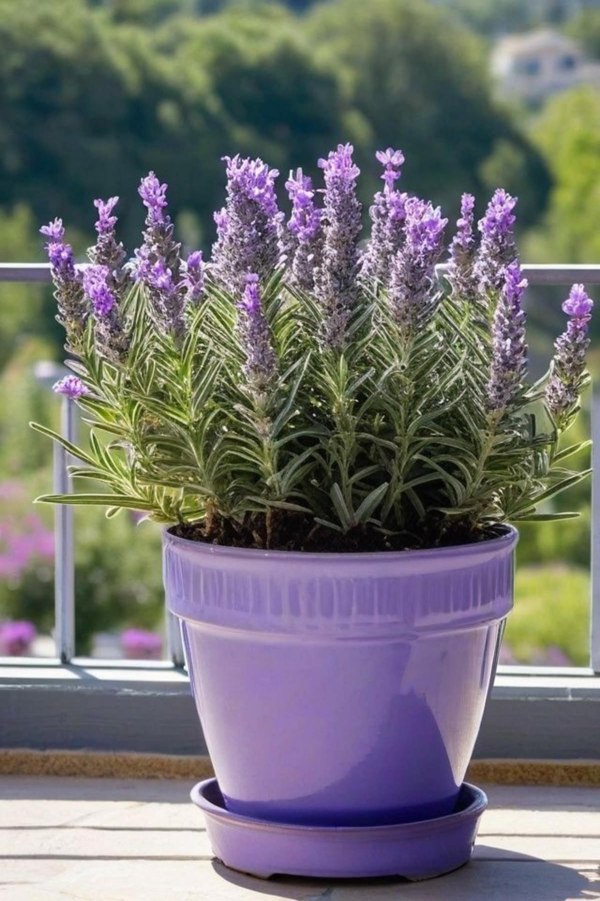 Aroma y Belleza Natural Planta de Lavanda x 3 unidades