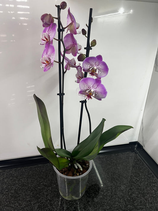 Orquídea PROMO MAMÁ