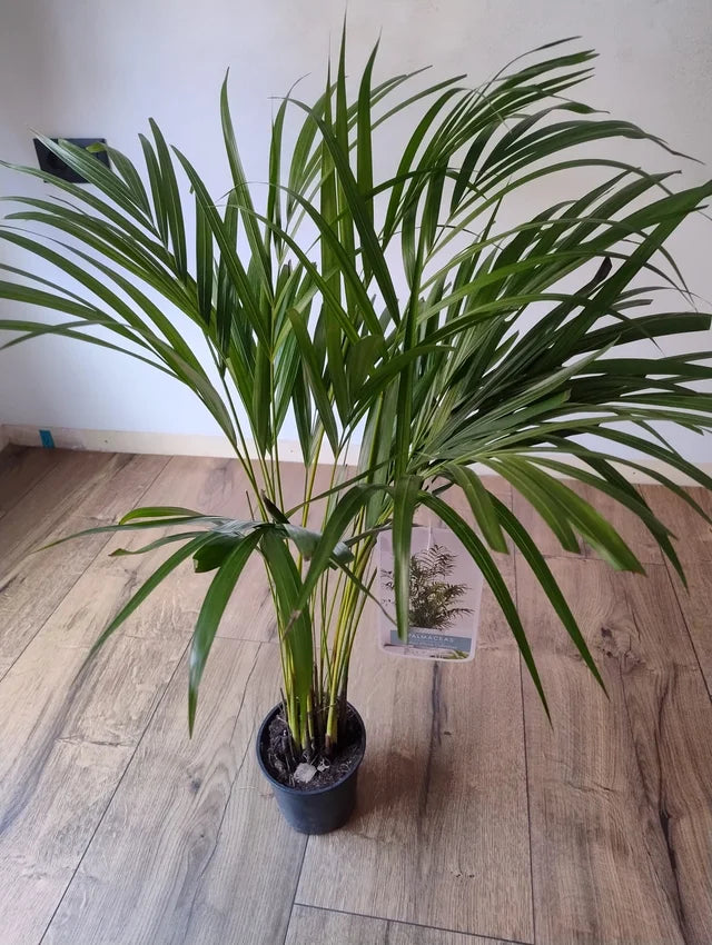 Palmera Areca Dypsis lutescens