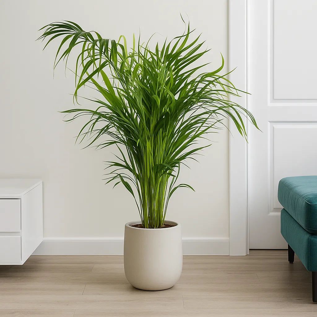 Palmera Areca Dypsis lutescens