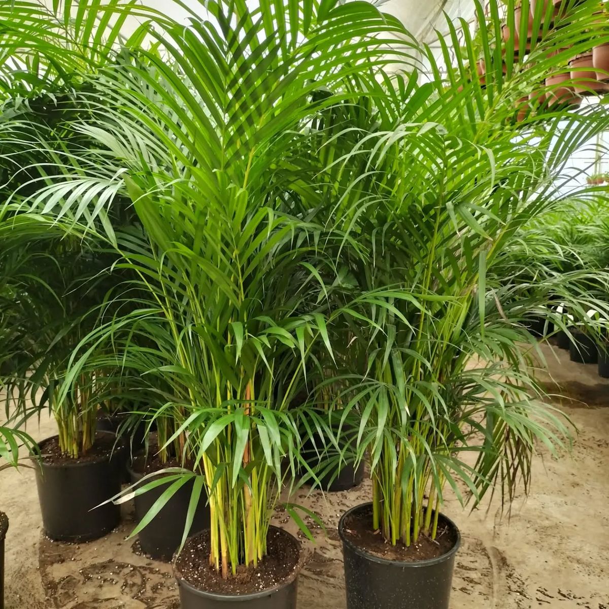Palmera Areca Dypsis lutescens