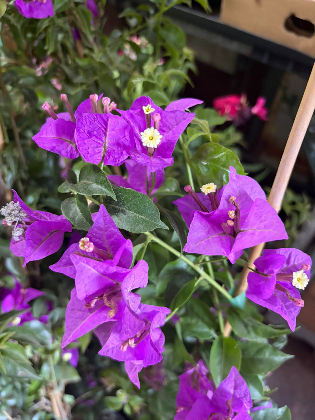 Buganvilla Trepadora Morada