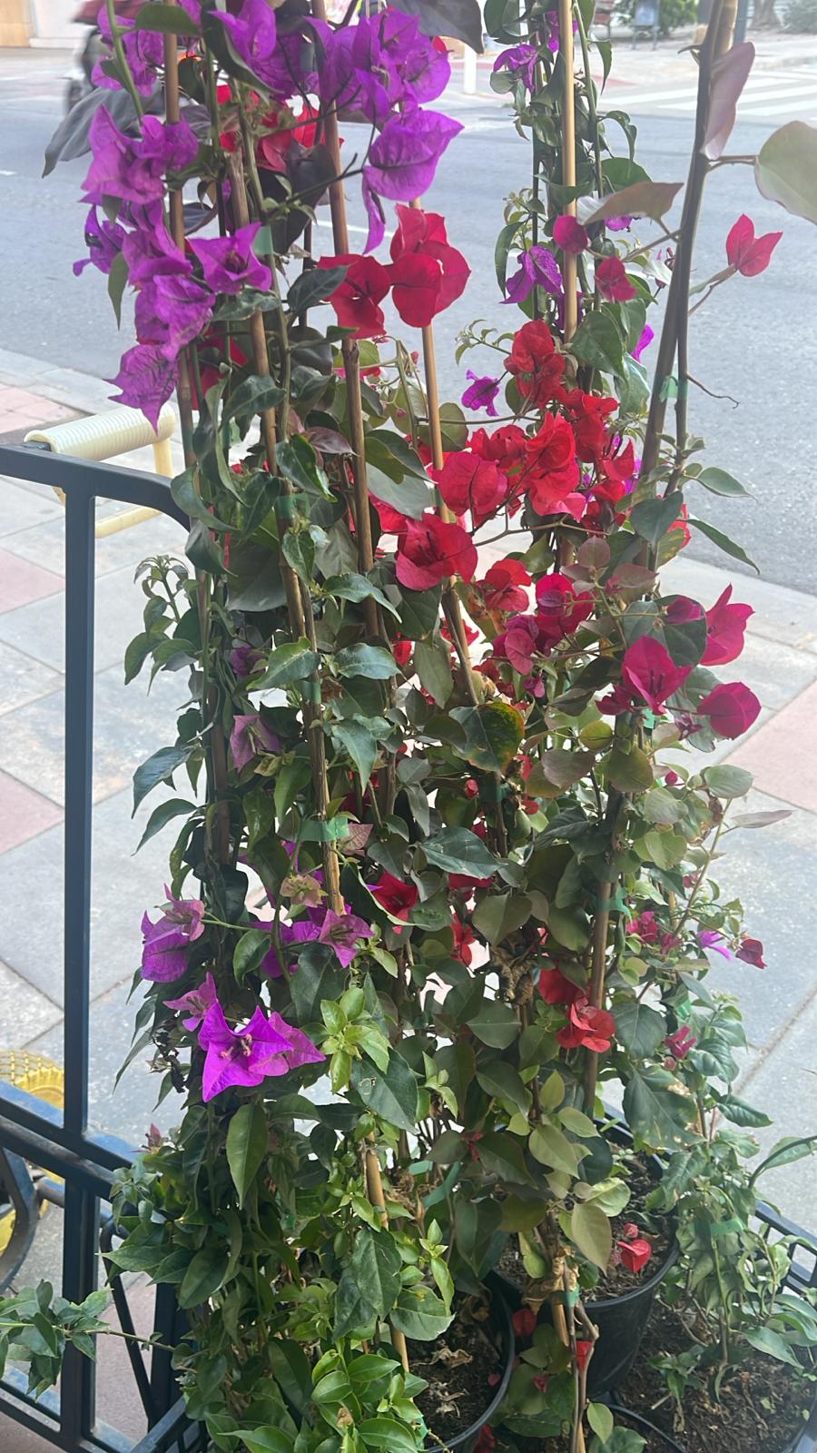 Buganvilla Trepadora Morada
