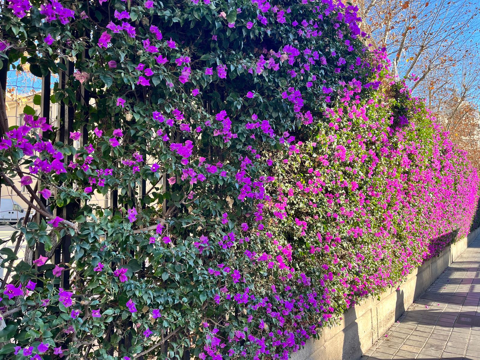 Buganvilla Trepadora Morada