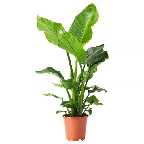 Ave del Paraiso, Strelitzia Nicolai