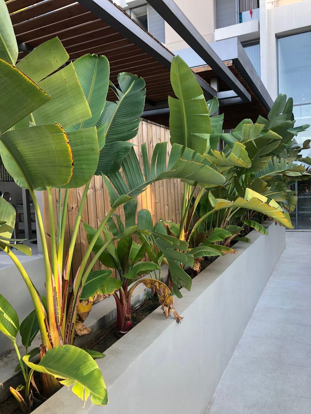 Ave del Paraiso, Strelitzia Nicolai