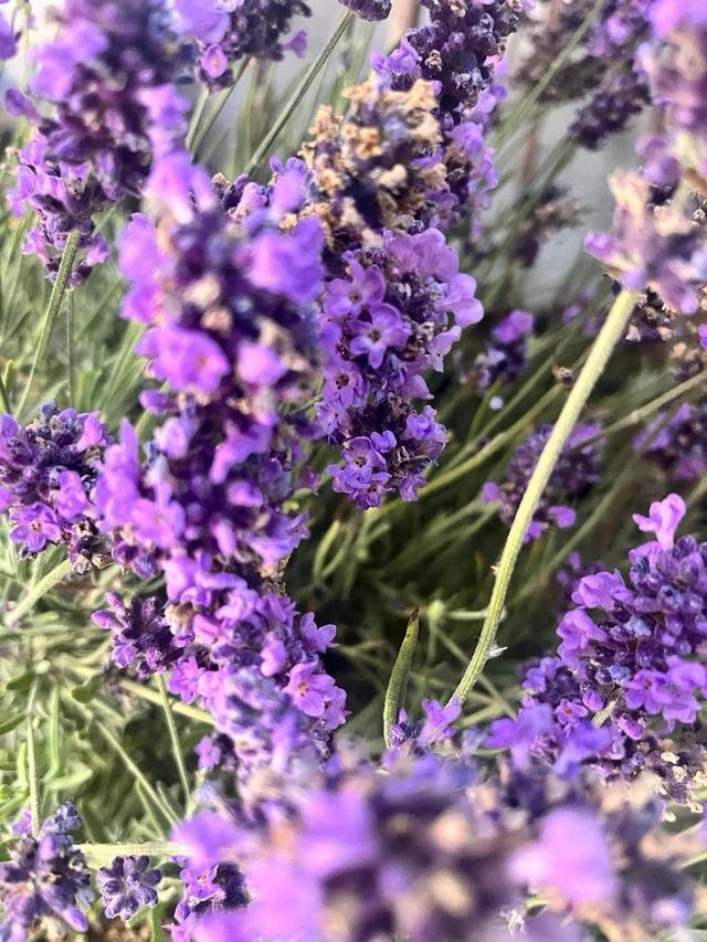 Aroma y Belleza Natural Planta de Lavanda x 3 unidades