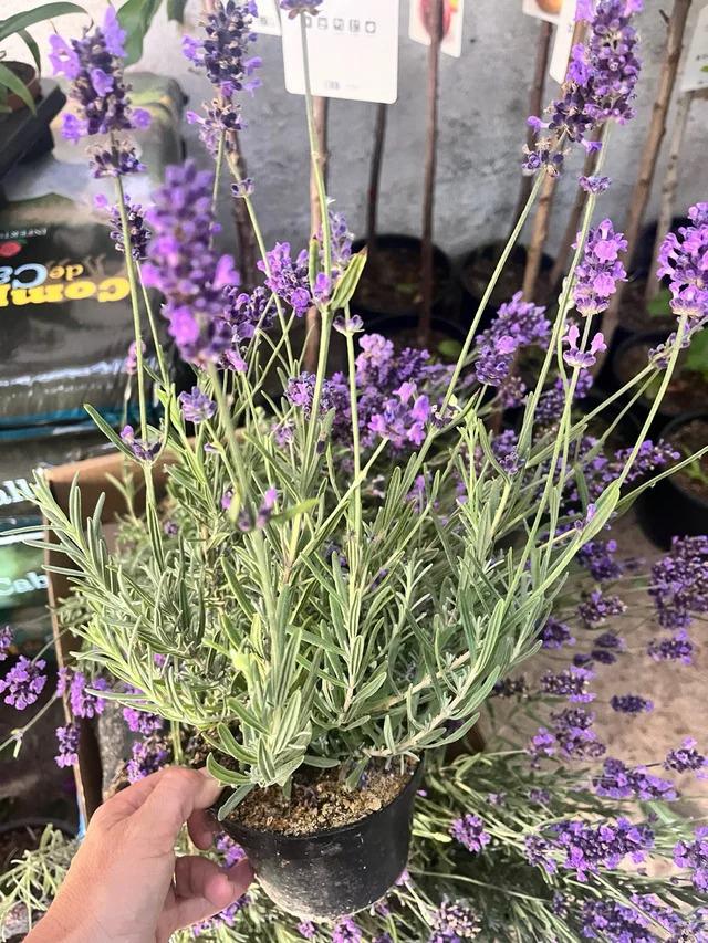 Aroma y Belleza Natural Planta de Lavanda x 3 unidades