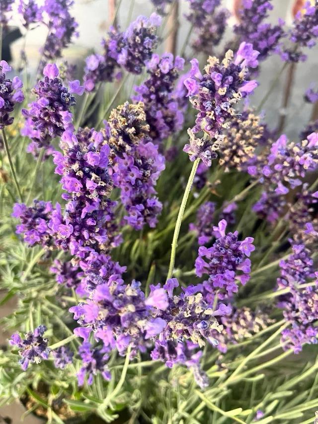Aroma y Belleza Natural Planta de Lavanda x 3 unidades