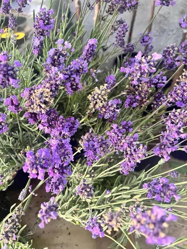 Aroma y Belleza Natural Planta de Lavanda x 3 unidades