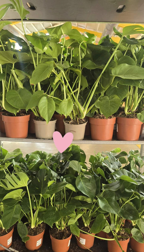 Monstera Deliciosa Costilla de Adán