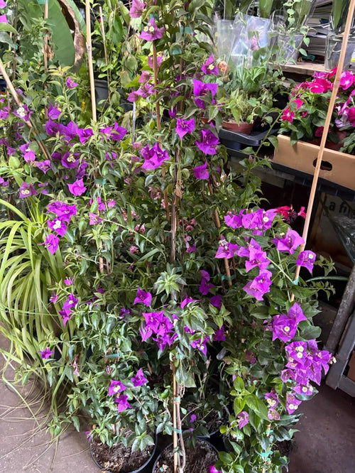 Buganvilla Trepadora Morada