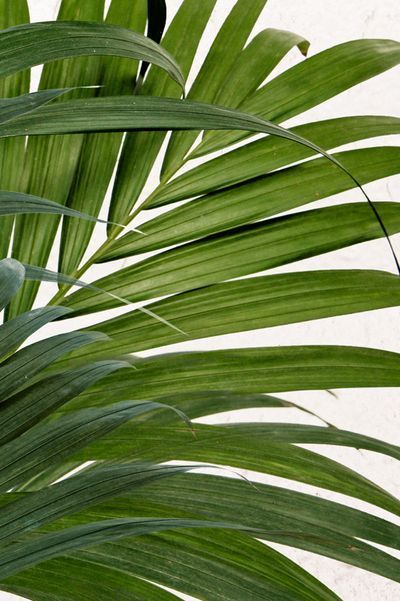 Palmera Areca Dypsis lutescens