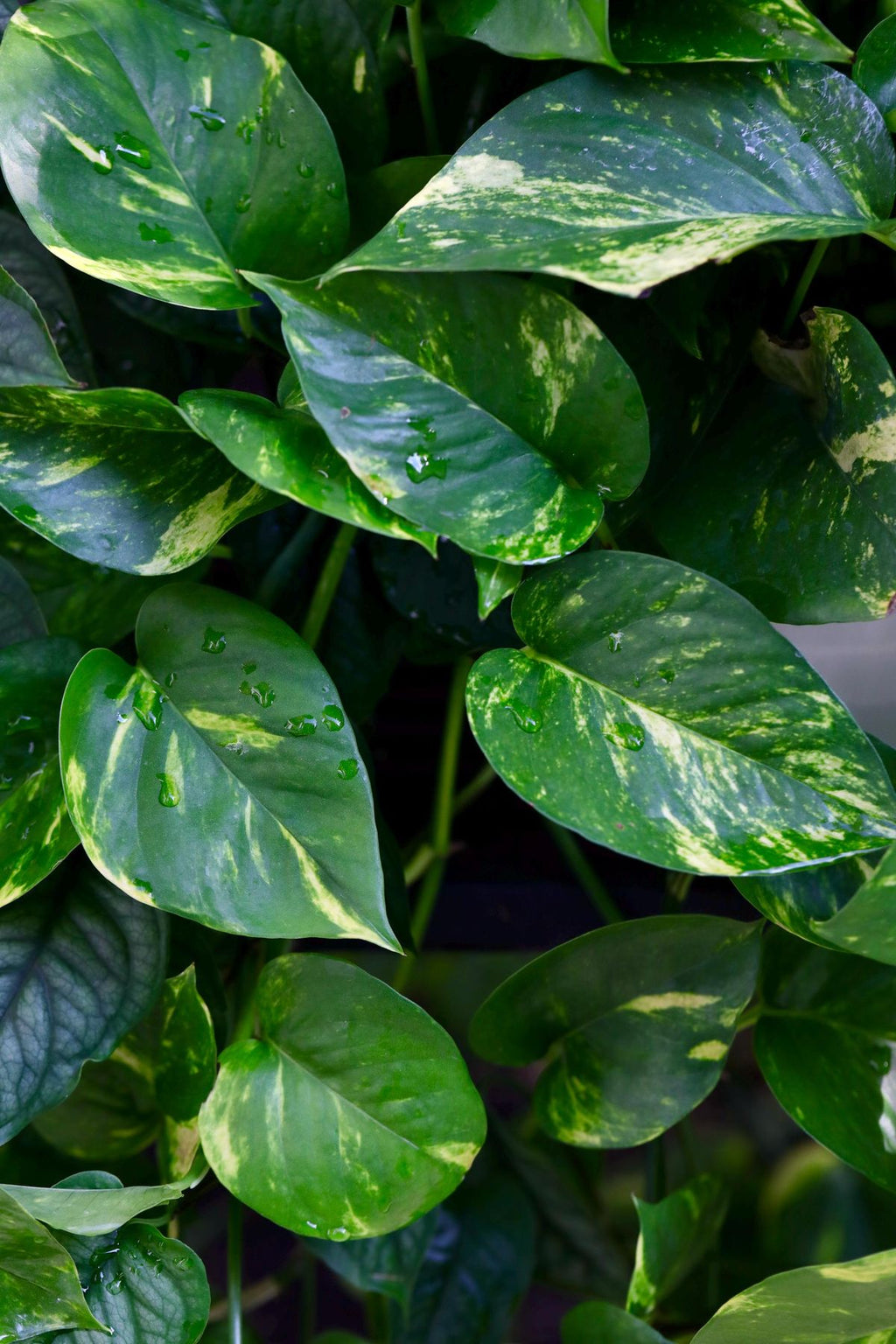 Pothos