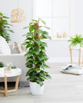Pothos