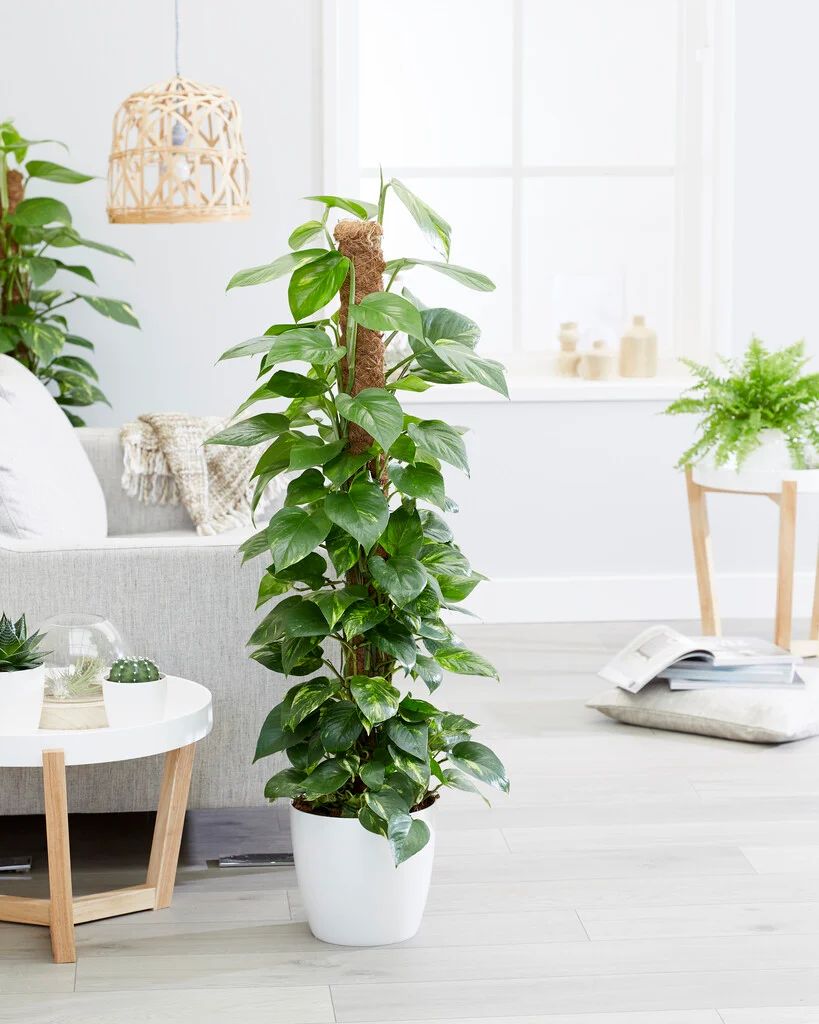 Pothos