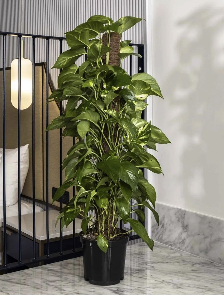Pothos