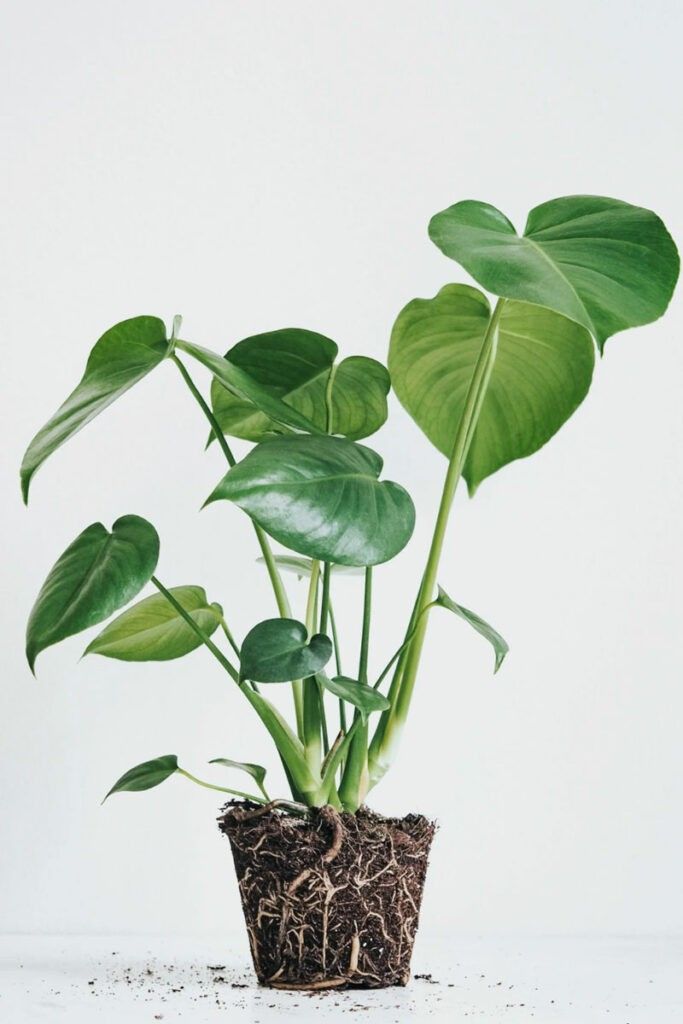 Monstera Deliciosa Costilla de Adán