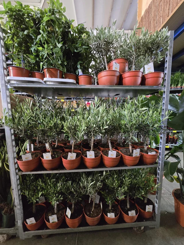 Olivo Bonsai