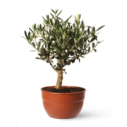 Olivo Bonsai