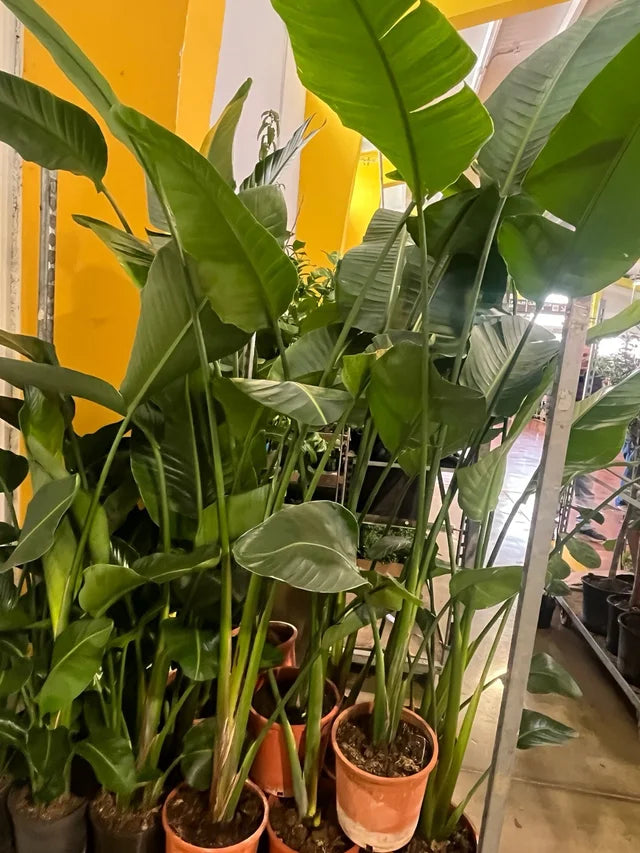 Ave del Paraiso, Strelitzia Nicolai