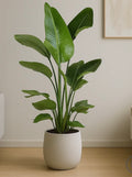 Ave del Paraiso, Strelitzia Nicolai