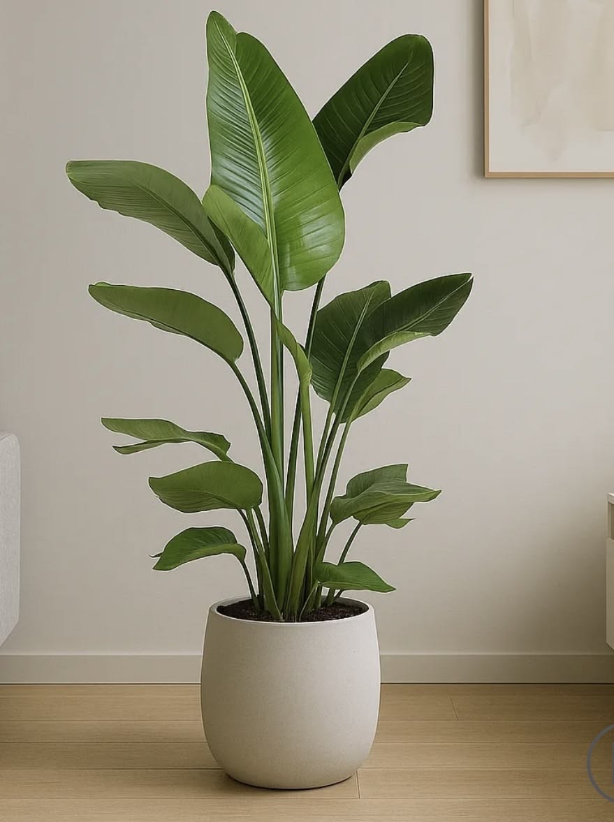 Ave del Paraiso, Strelitzia Nicolai